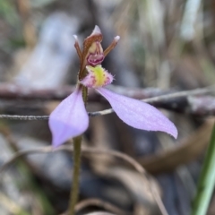 Eriochilus cucullatus (Parson's Bands) at Stromlo, ACT - 5 Apr 2023 by AJB