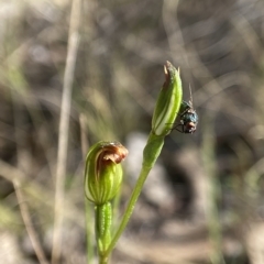 Speculantha rubescens (Blushing Tiny Greenhood) at Block 402 - 5 Apr 2023 by AJB