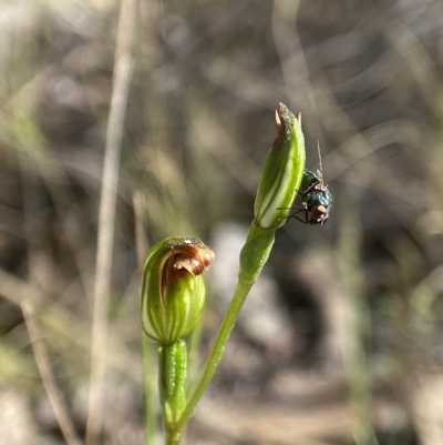 Speculantha rubescens (Blushing Tiny Greenhood) at Block 402 - 5 Apr 2023 by AJB