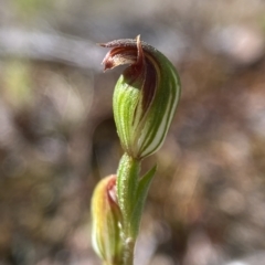 Speculantha rubescens at Stromlo, ACT - suppressed