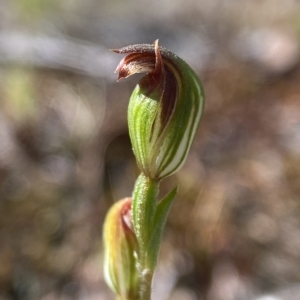 Speculantha rubescens at Stromlo, ACT - 5 Apr 2023