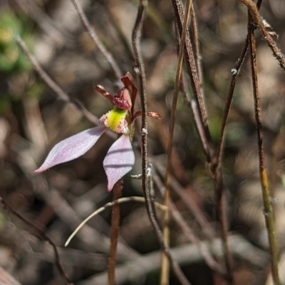 Eriochilus cucullatus (Parson's Bands) at Black Mountain - 9 Apr 2023 by Rebeccajgee