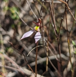 Eriochilus cucullatus at Aranda, ACT - suppressed