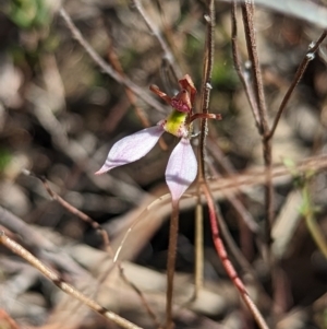 Eriochilus cucullatus at Aranda, ACT - suppressed