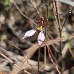 Eriochilus cucullatus at Aranda, ACT - 9 Apr 2023