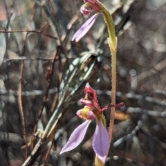 Eriochilus cucullatus (Parson's Bands) at Black Mountain - 9 Apr 2023 by Rebeccajgee