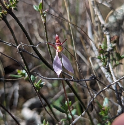 Eriochilus cucullatus (Parson's Bands) at Bruce, ACT - 9 Apr 2023 by Rebeccajgee