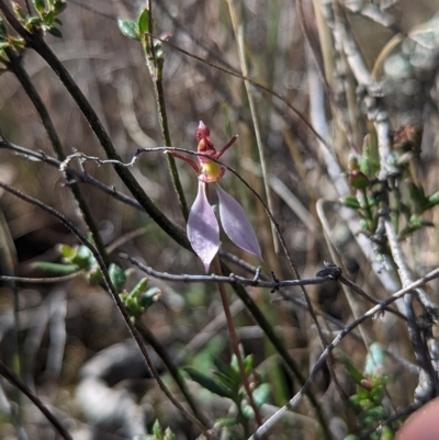 Eriochilus cucullatus (Parson's Bands) at Black Mountain - 9 Apr 2023 by Rebeccajgee