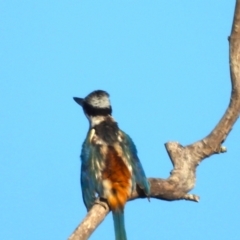 Todiramphus pyrrhopygius (Red-backed Kingfisher) at Kelso, QLD - 8 Apr 2023 by TerryS