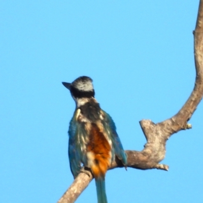 Todiramphus pyrrhopygius (Red-backed Kingfisher) at Kelso, QLD - 8 Apr 2023 by TerryS