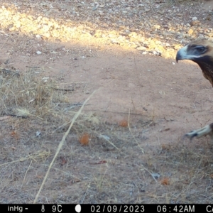 Aquila audax at Fentons Creek, VIC - suppressed
