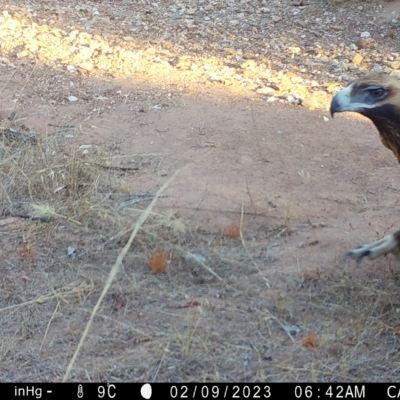 Aquila audax (Wedge-tailed Eagle) at Suttons Dam - 8 Feb 2023 by KL