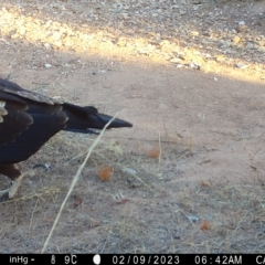 Aquila audax at Fentons Creek, VIC - suppressed