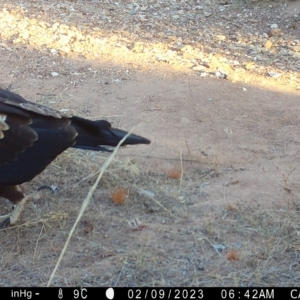 Aquila audax at Fentons Creek, VIC - 9 Feb 2023