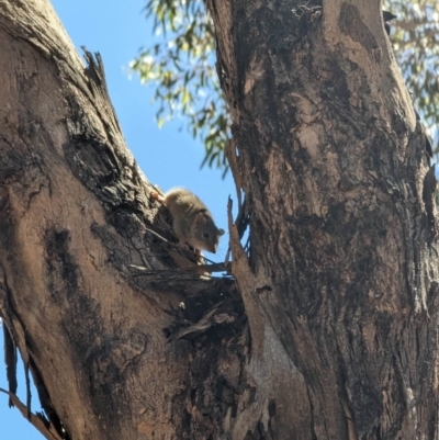 Antechinus flavipes (Yellow-footed Antechinus) at Suttons Dam - 30 Nov 2022 by KL