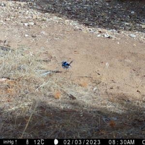 Malurus cyaneus at Fentons Creek, VIC - suppressed