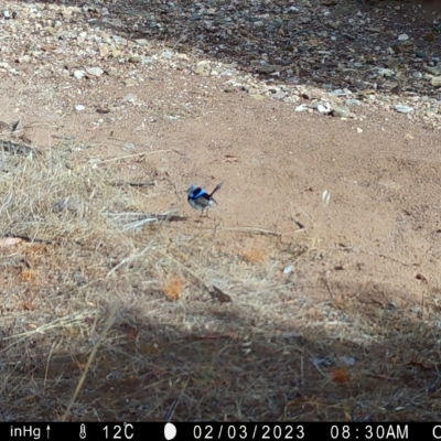 Malurus cyaneus (Superb Fairywren) at Fentons Creek, VIC - 17 Jan 2023 by KL