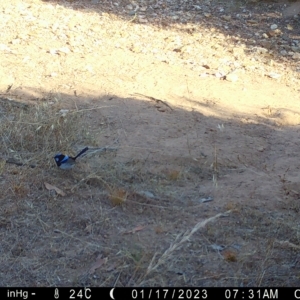 Malurus cyaneus at Fentons Creek, VIC - suppressed