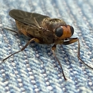 Inopus rubriceps at Burradoo, NSW - suppressed