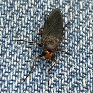 Inopus rubriceps at Burradoo, NSW - suppressed