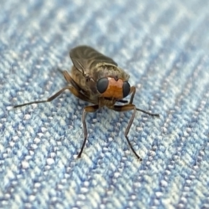 Inopus rubriceps at Burradoo, NSW - 6 Apr 2023