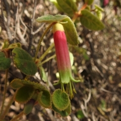 Correa reflexa var. reflexa (Common Correa, Native Fuchsia) at Bullen Range - 8 Apr 2023 by JohnBundock