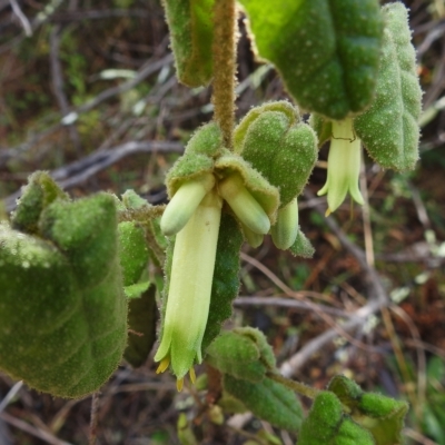 Correa reflexa var. reflexa (Common Correa, Native Fuchsia) at Paddys River, ACT - 8 Apr 2023 by JohnBundock