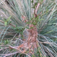 Orthaga thyrisalis (Teatree Web Moth) at Fowles St. Woodland, Weston - 8 Apr 2023 by Amelia