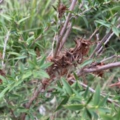 Orthaga thyrisalis at Weston, ACT - 8 Apr 2023