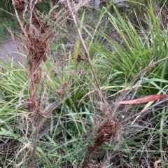 Orthaga thyrisalis at Weston, ACT - suppressed