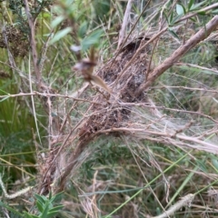 Orthaga thyrisalis at Weston, ACT - 8 Apr 2023