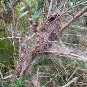 Orthaga thyrisalis at Weston, ACT - suppressed