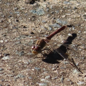 Diplacodes bipunctata at Augustine Heights, QLD - 2 Apr 2023 08:12 AM