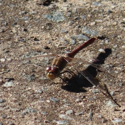 Unidentified Dragonfly (Anisoptera) at Augustine Heights, QLD - 1 Apr 2023 by MatthewFrawley