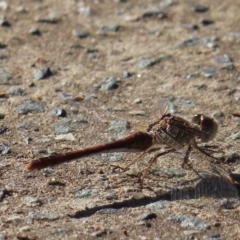 Diplacodes bipunctata at Augustine Heights, QLD - 2 Apr 2023 08:12 AM