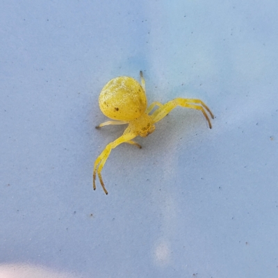 Unidentified Spider at Peregian Beach, QLD - 9 Apr 2023 by AaronClausen