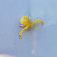 Unidentified Spider (Araneae) at Peregian Beach, QLD - 9 Apr 2023 by AaronClausen