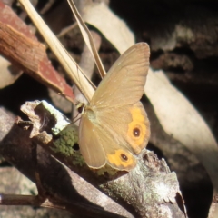 Hypocysta metirius (Brown Ringlet) at Augustine Heights, QLD - 2 Apr 2023 by MatthewFrawley