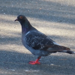 Columba livia (Rock Dove (Feral Pigeon)) at Augustine Heights, QLD - 1 Apr 2023 by MatthewFrawley