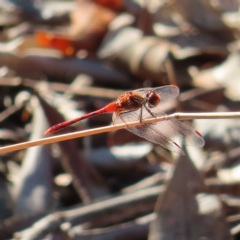 Unidentified Dragonfly (Anisoptera) at Augustine Heights, QLD - 1 Apr 2023 by MatthewFrawley
