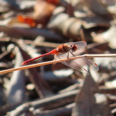  at Augustine Heights, QLD - 1 Apr 2023 by MatthewFrawley