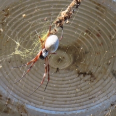Trichonephila edulis (Golden orb weaver) at Augustine Heights, QLD - 2 Apr 2023 by MatthewFrawley