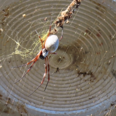 Unidentified Orb-weaving spider (several families) at Augustine Heights, QLD - 1 Apr 2023 by MatthewFrawley