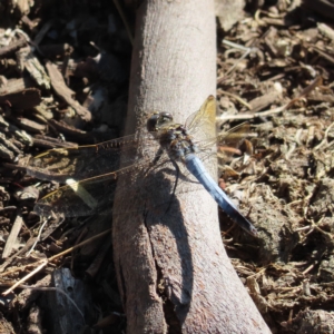 Orthetrum caledonicum at Augustine Heights, QLD - 2 Apr 2023 08:20 AM