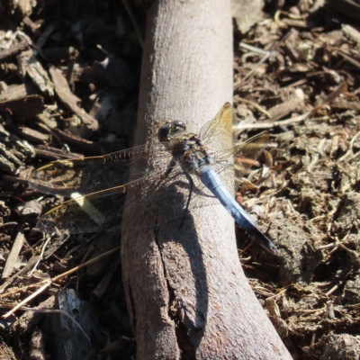 Orthetrum caledonicum at Augustine Heights, QLD - 1 Apr 2023 by MatthewFrawley