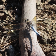 Unidentified Dragonfly (Anisoptera) at Augustine Heights, QLD - 1 Apr 2023 by MatthewFrawley