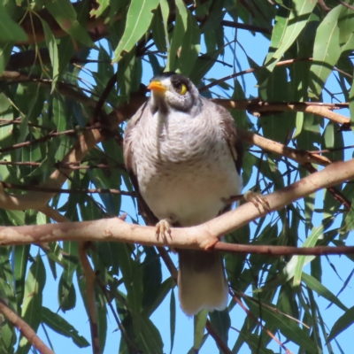 Manorina melanocephala (Noisy Miner) at Augustine Heights, QLD - 1 Apr 2023 by MatthewFrawley