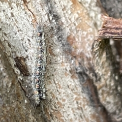 Anestia (genus) at Acton, ACT - 26 Mar 2023 02:40 PM