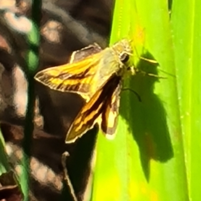 Ocybadistes walkeri (Green Grass-dart) at Isaacs, ACT - 9 Apr 2023 by Mike