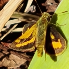 Ocybadistes walkeri at Isaacs, ACT - 9 Apr 2023